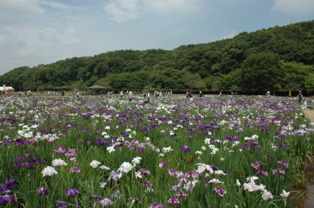 北山公園（菖蒲苑）