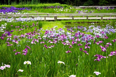 水生植物園