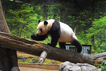 恩賜上野動物園 