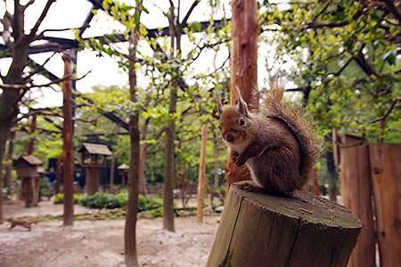 井の頭自然文化園（動物園）