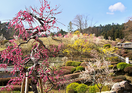 青梅市梅の公園
