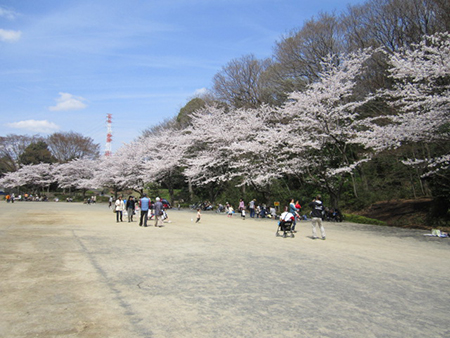 芹ヶ谷公園